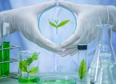 Pea Based Gellan Gum